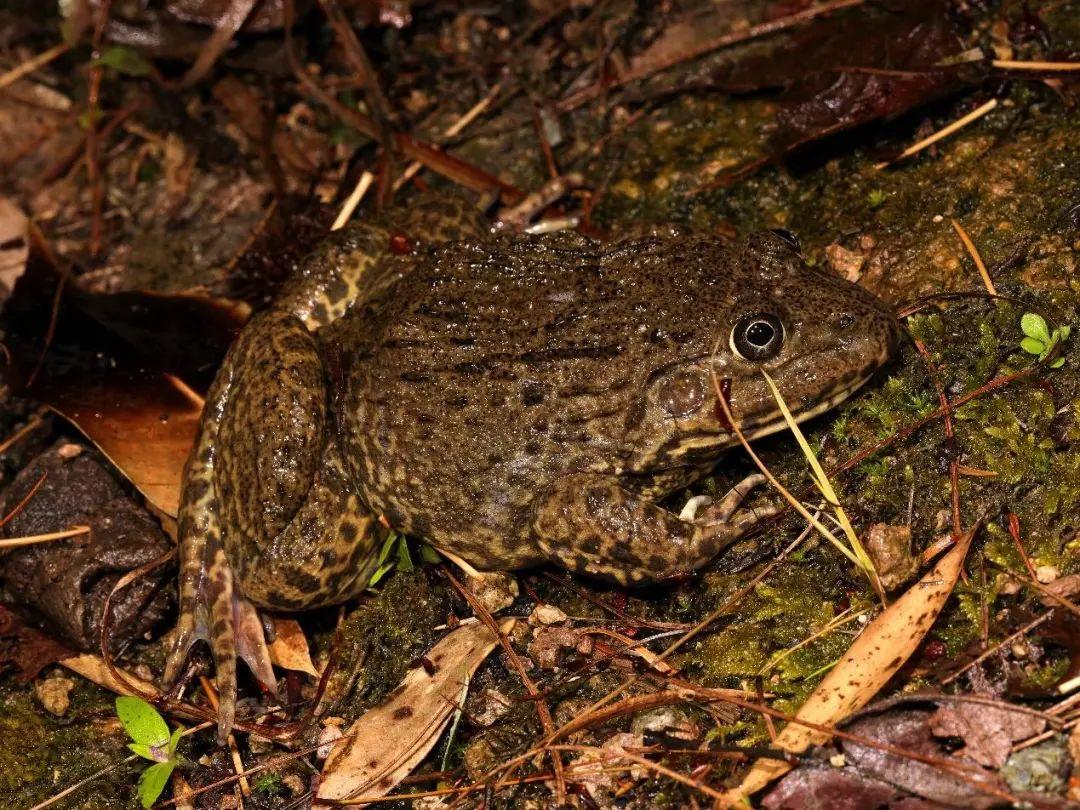 兩棲蛙蛙下載最新版，溫馨的蛙蛙奇遇之旅