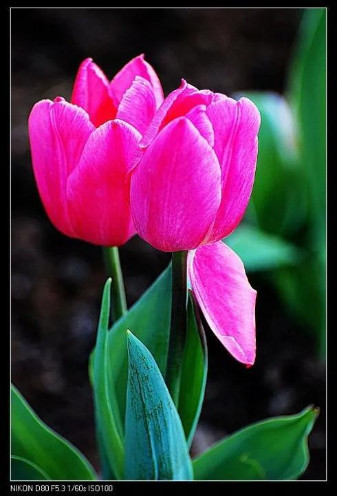 最新郁金香，小巷深處的芬芳馥郁之美