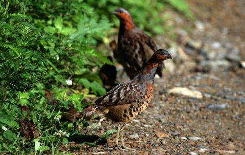 最新竹雞套，傳統(tǒng)與創(chuàng)新的完美融合