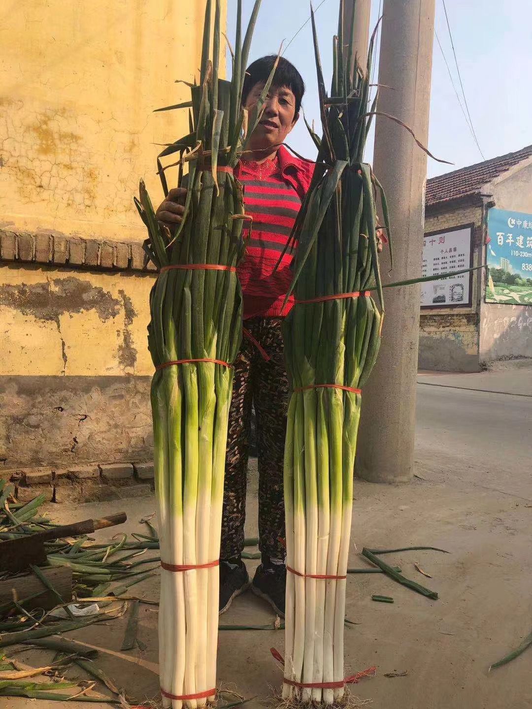 保定大蔥近期價(jià)格走勢(shì)，機(jī)遇與挑戰(zhàn)中的勵(lì)志力量
