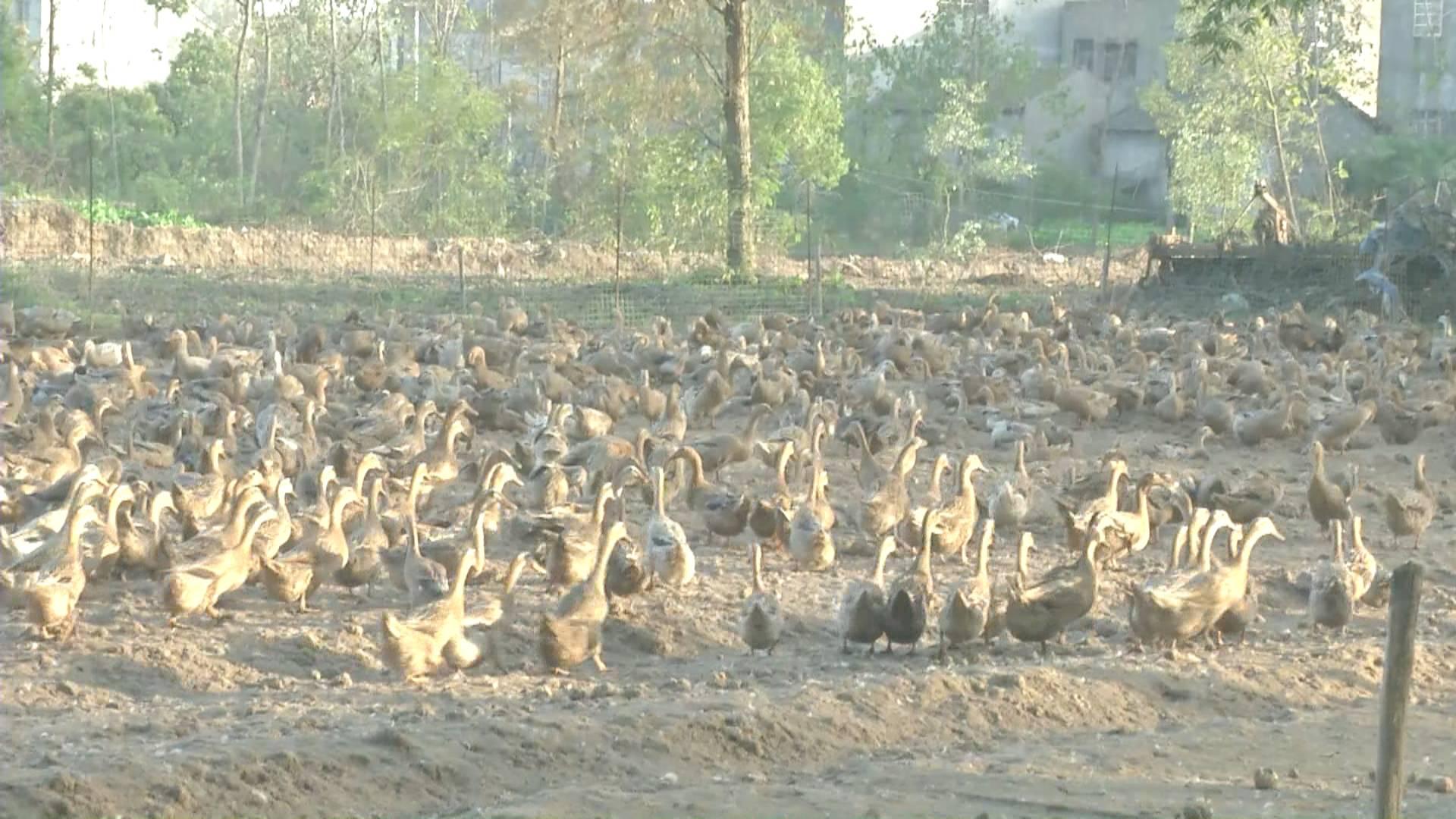 鴨蛋行情網(wǎng)，科技引領(lǐng)鴨蛋市場新時代