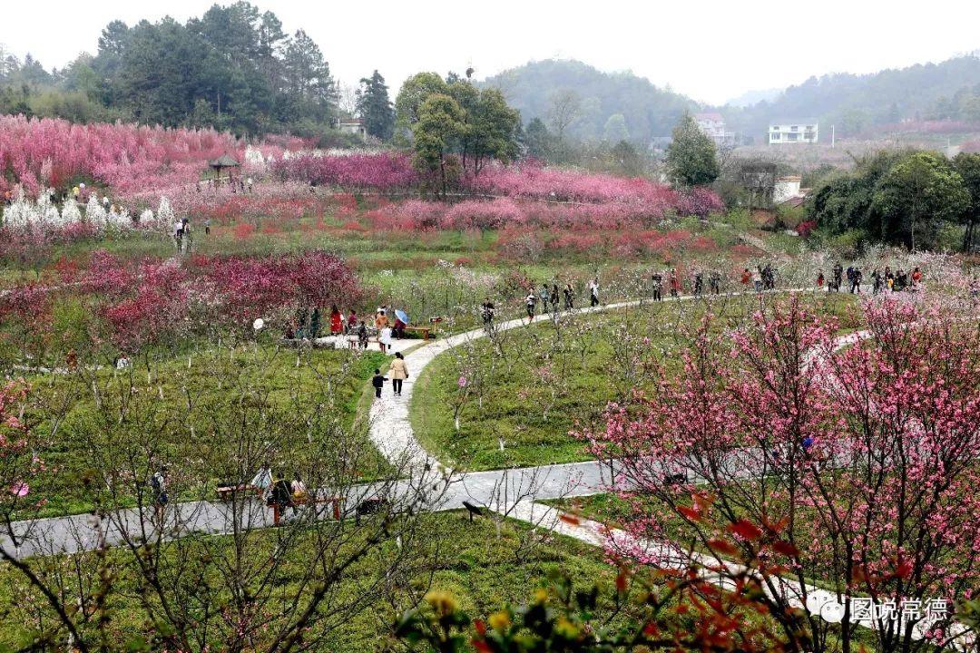 常德最新疫情動(dòng)態(tài)步驟指南，初學(xué)者與進(jìn)階用戶必讀