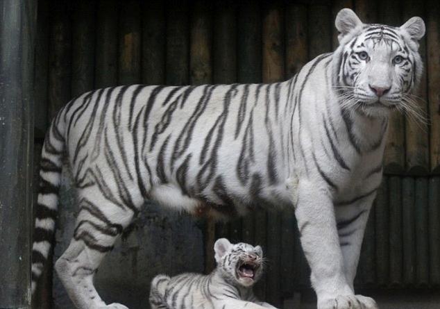 虎3最新資訊深度解析與觀點(diǎn)闡述