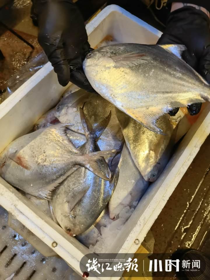 帶魚行情，一場海鮮盛宴的溫馨之旅