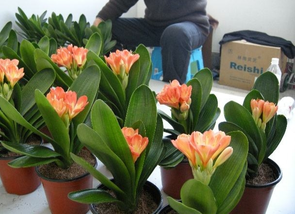 君子蘭價(jià)格變化中的自信與成就感，從綠葉到金花之路