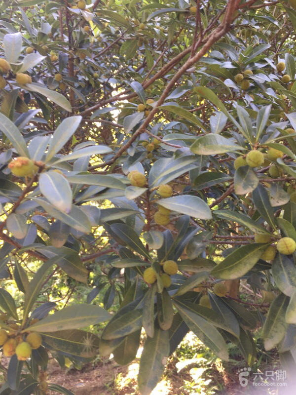 橫河大山搬遷最新動(dòng)態(tài)，力量重塑與未來(lái)希望