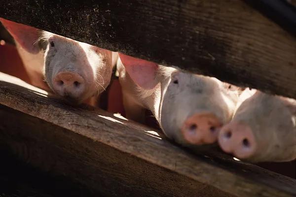 全國生豬市場價(jià)格動(dòng)態(tài)，變化中的機(jī)遇與挑戰(zhàn)的旅程