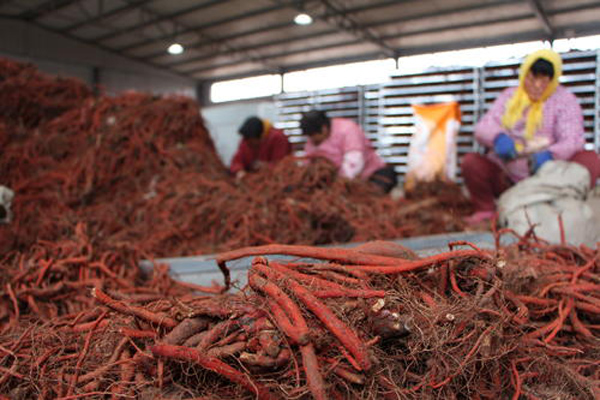 科技賦能下的丹參行情，生活因丹參而多彩