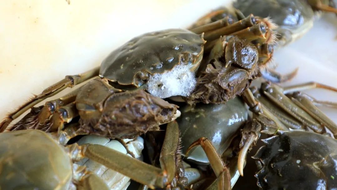 最新蟹類養(yǎng)殖技術(shù),最新蟹類養(yǎng)殖技術(shù)——科技重塑水生世界，開啟蟹類養(yǎng)殖新紀(jì)元