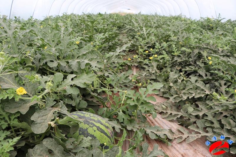 全國(guó)西瓜最新價(jià)格行情，綠色之旅探尋內(nèi)心平靜