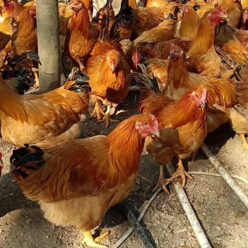 閹雞最新行情，巷弄深處的風味秘境探索