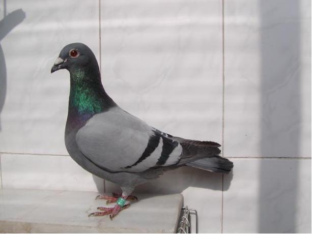 賽鴿定向新進展揭秘，小巷中的神秘寶藏探索