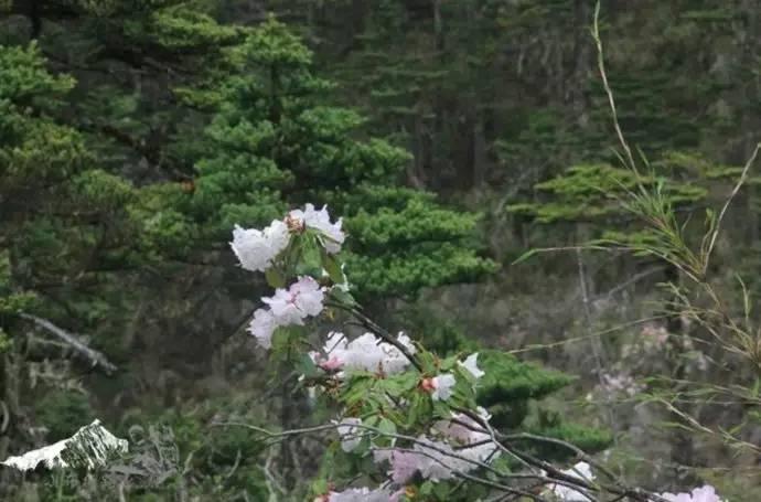 雨崩最新美景圖，探索與欣賞的詳細步驟指南，美不勝收！