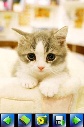 探索特色小店，最新貓咪應(yīng)用下載，小巷隱藏寶藏的奇妙之旅