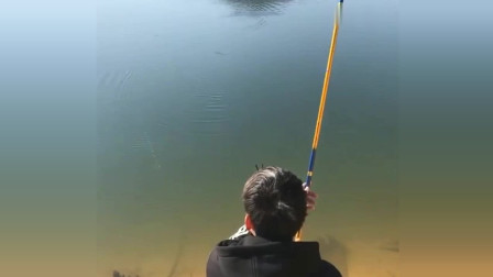 楊柏文最新垂釣視頻，從初學(xué)者到進階用戶的技能提升指南