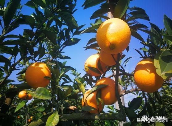 贛州上市公司，閃耀未來，共創(chuàng)繁榮時代！