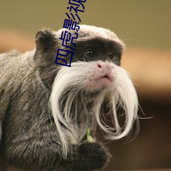 四虎影最新在線觀看，熱門影視的全新體驗(yàn)