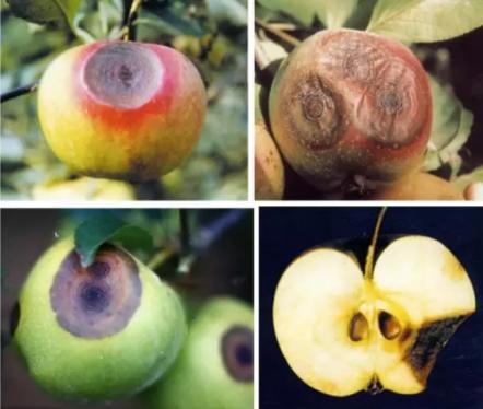 最新炭疽病治療藥物，變化、學(xué)習(xí)與信心的力量探索