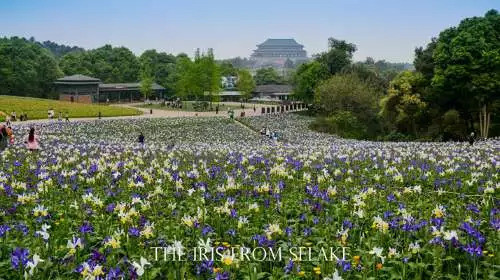 石象湖門(mén)票最新信息，賞花門(mén)票火熱搶購(gòu)中！