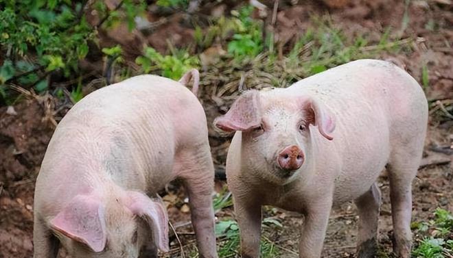 時(shí)代背景下的市場(chǎng)洞察，母豬價(jià)格最新行情分析