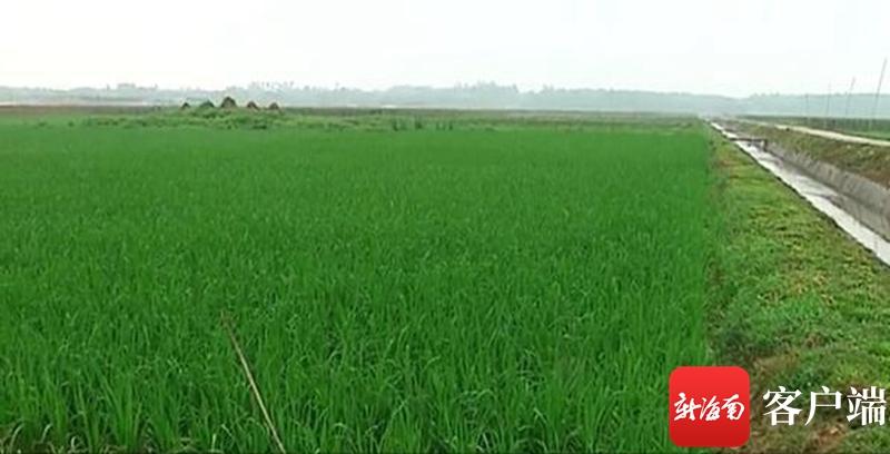 澄邁最新動態(tài)，自然美景探索之旅，尋覓內心平和與寧靜的旅程