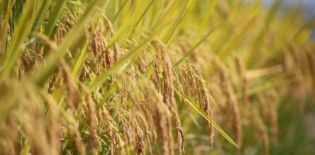 蒼南最新動(dòng)態(tài)，變化中的力量，學(xué)習(xí)鑄就自信與成就