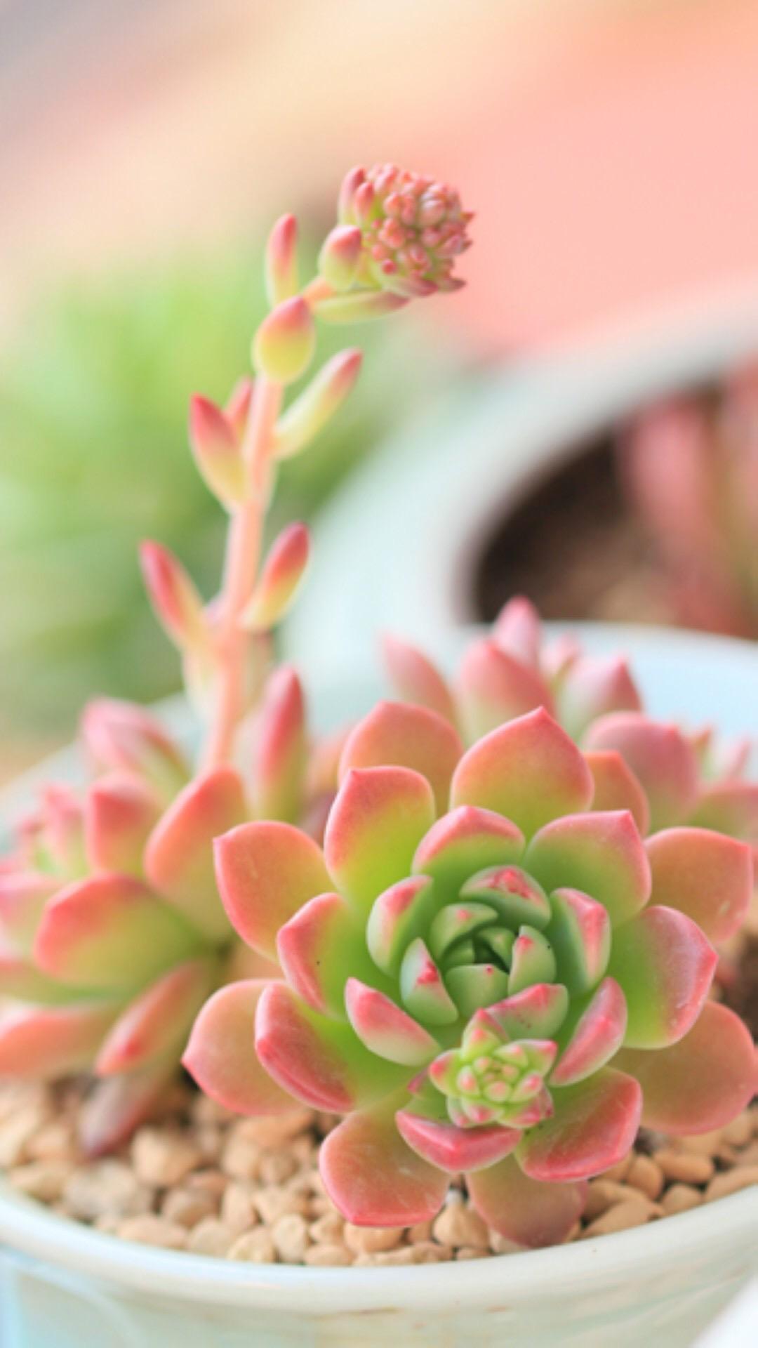 最新多肉植物，獨(dú)特的植物美學(xué)觀點(diǎn)探討