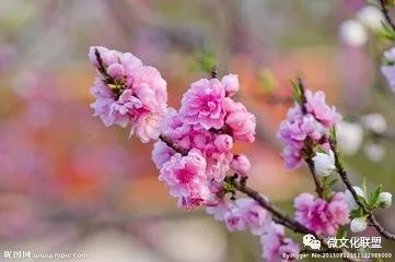 科技巔峰之作桃花開啟未來生活新紀(jì)元，最新章節(jié)預(yù)覽