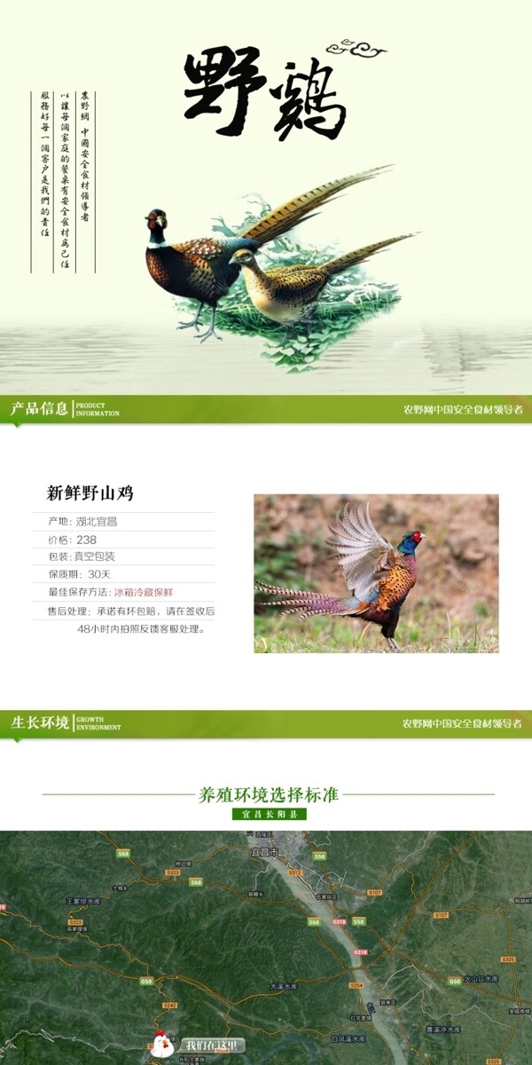 深度剖析，最新山雞的背景、事件與地位概述