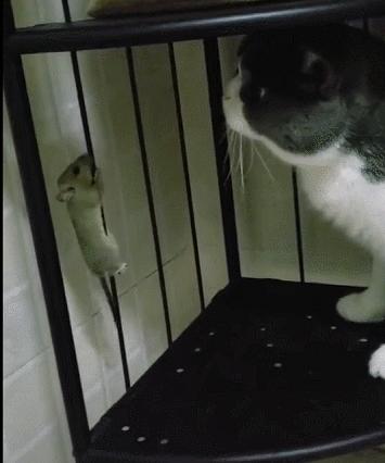 城市隱秘觀察者，灰色老鼠的最新動(dòng)態(tài)觀察