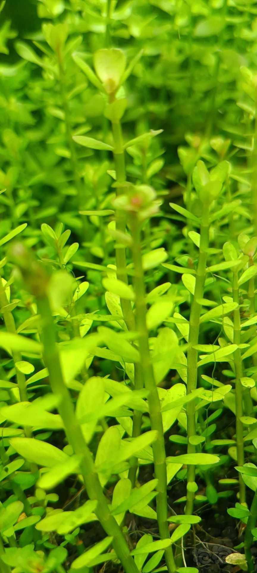 最新福利草草，自然美景之旅，探尋內(nèi)心平和與喜悅的旅程