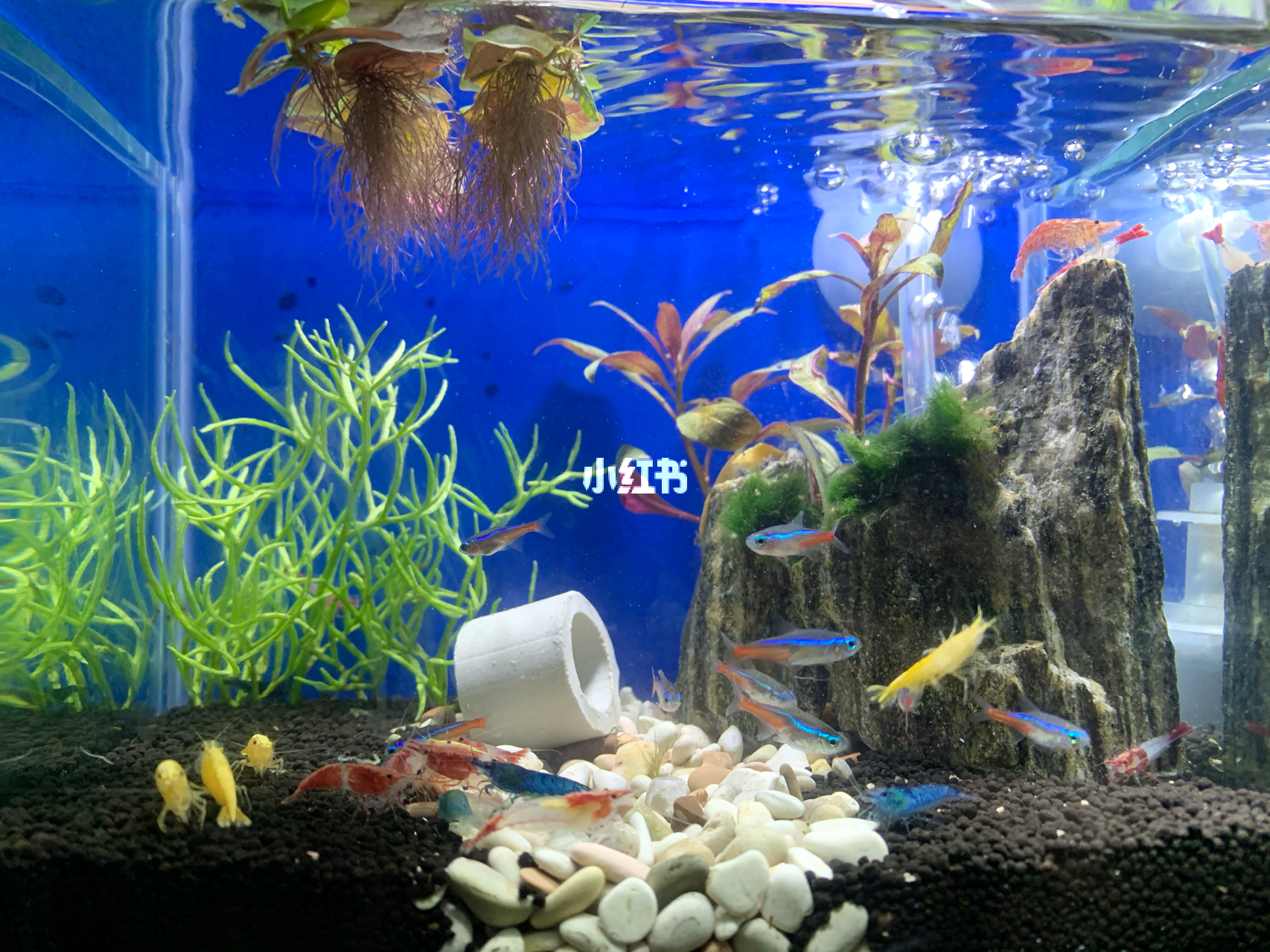 最新魚缸圖片，水族美學(xué)的時(shí)代變遷欣賞