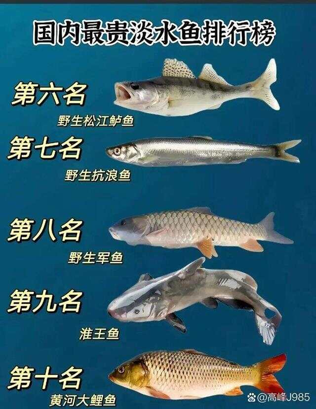青魚國產(chǎn)最新論述，探索與解析