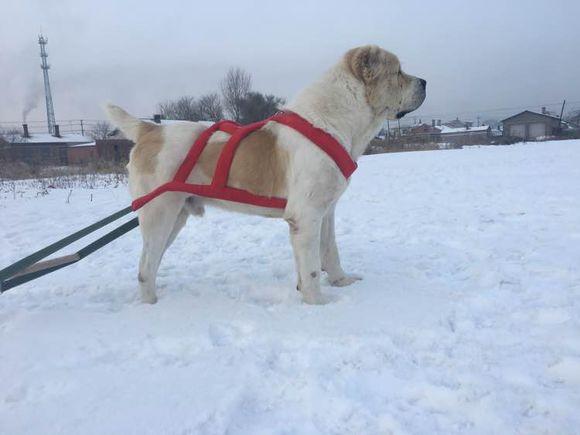中亞犬，小巷深處的神秘秘境探索