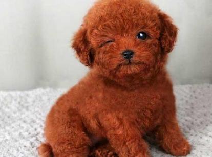 最新小鹿犬，趣事不斷，傳遞溫馨友誼與愛的小使者